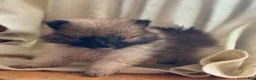 Pomeranian dogs for sale: Kordell - Ad 4
