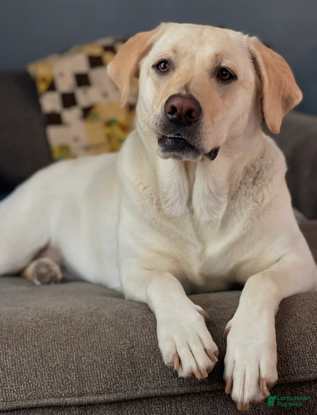 Mixed Breed dogs for sale: Mixed Breed Puppy 1 - Ad 10