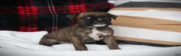 Boxer dogs for sale: Mia - Ad 2