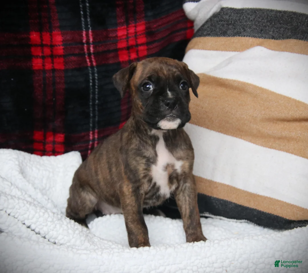 Boxer dogs for sale: Mia - Ad 2