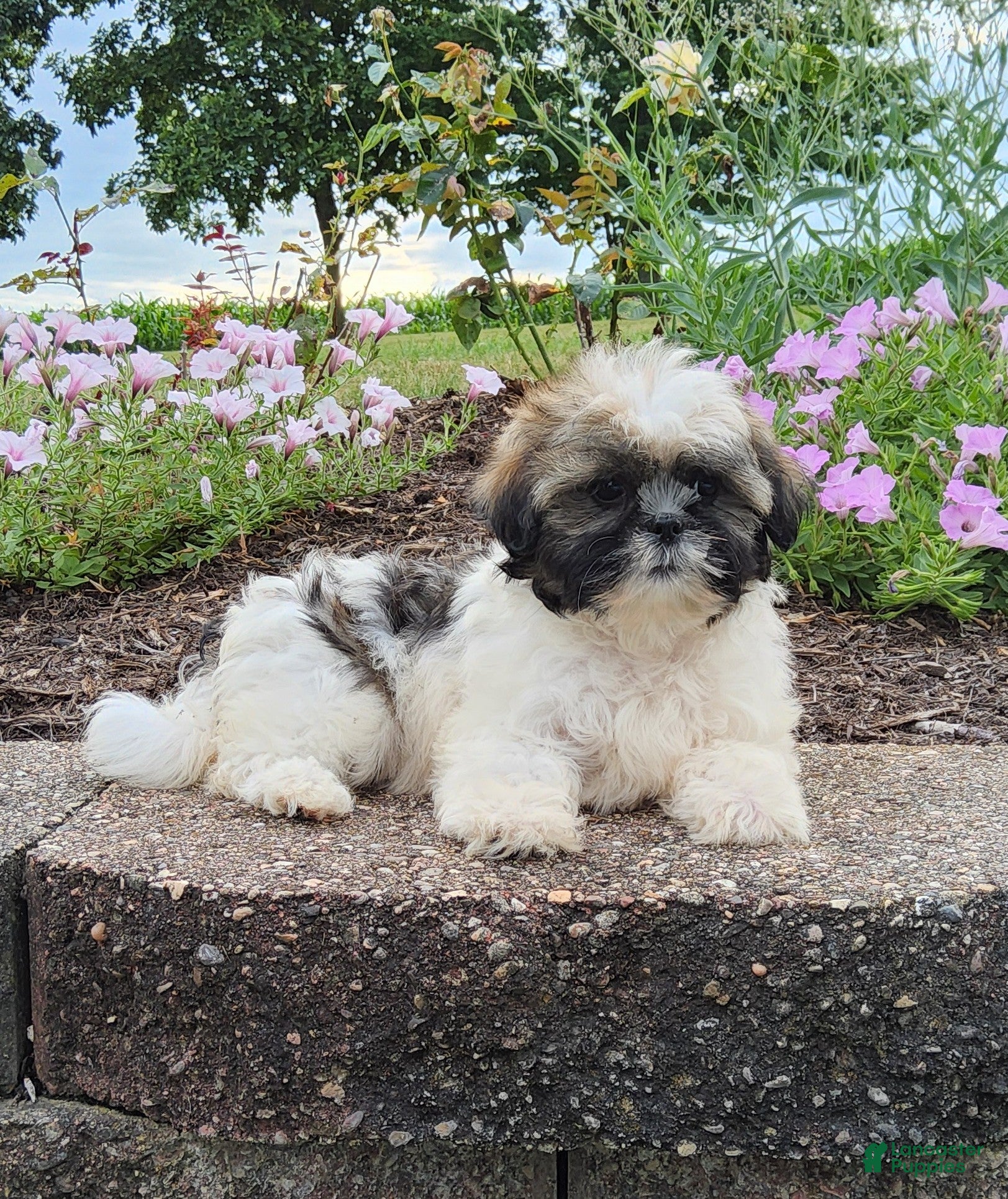 Shih Tzu dogs Amber - Ad 1