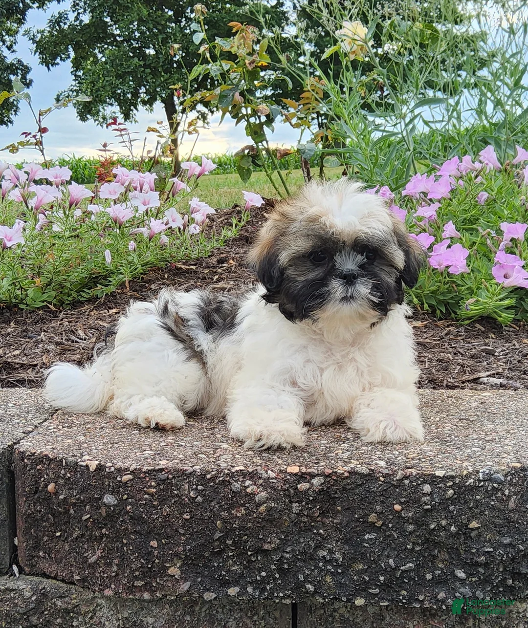 Shih Tzu dogs for sale: Amber - Ad 1