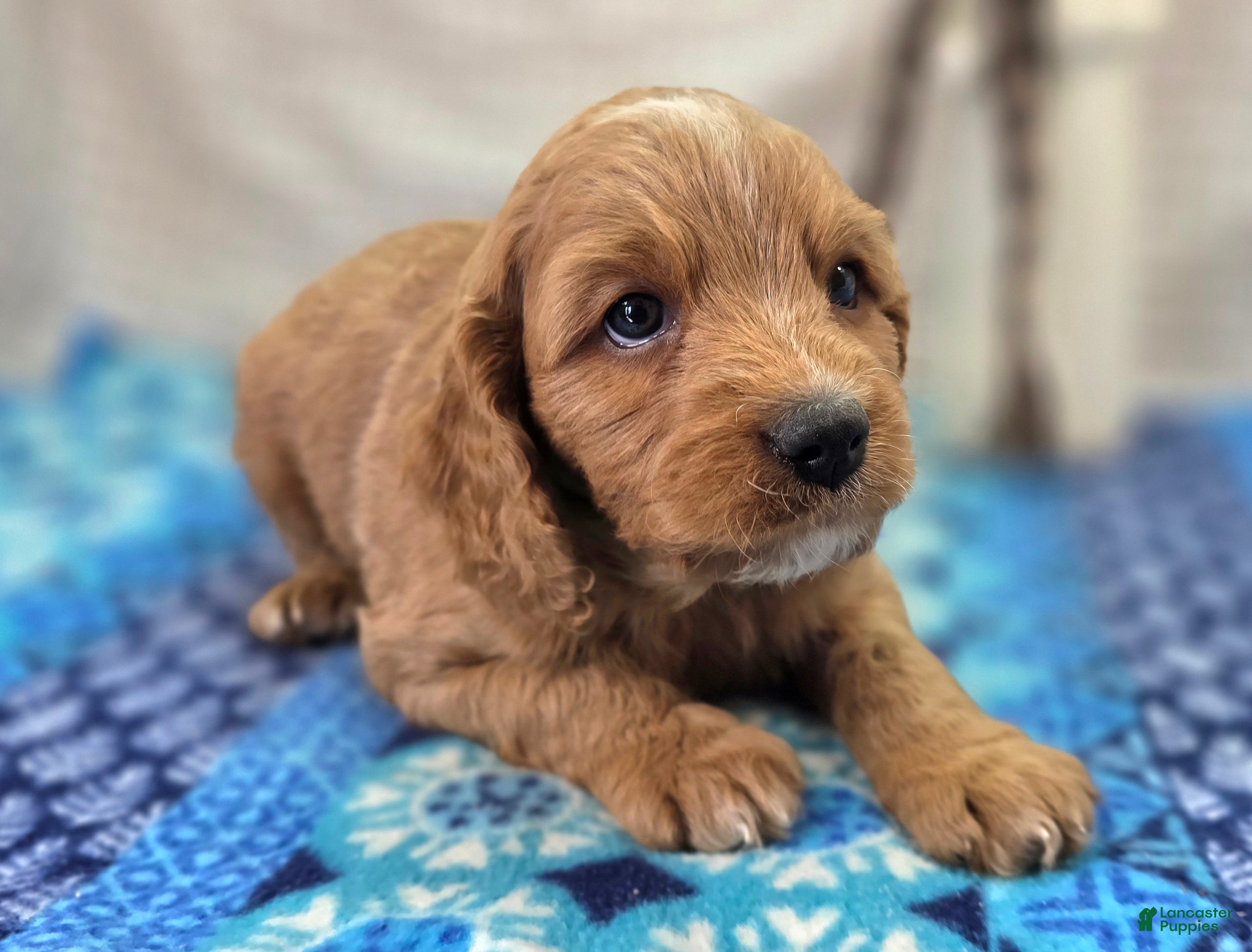 Cavapoo dogs Glacier - Ad 19