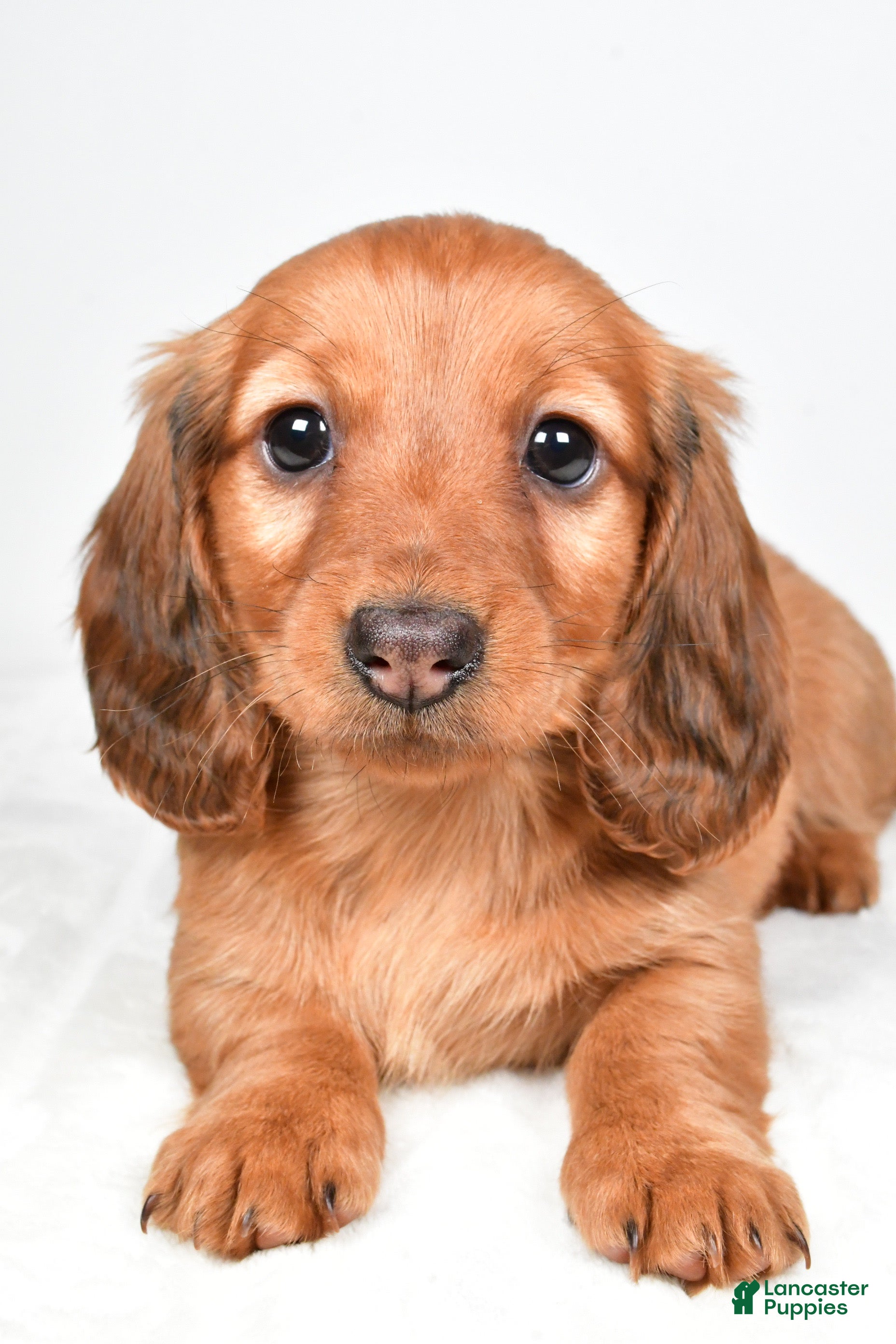 Dachshund dogs Oakley - Ad 2