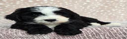 Mini Bernedoodle dogs for sale: Mini Clover - Ad 7