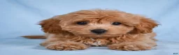 Cavapoo dogs for sale: LILLY - Ad 5