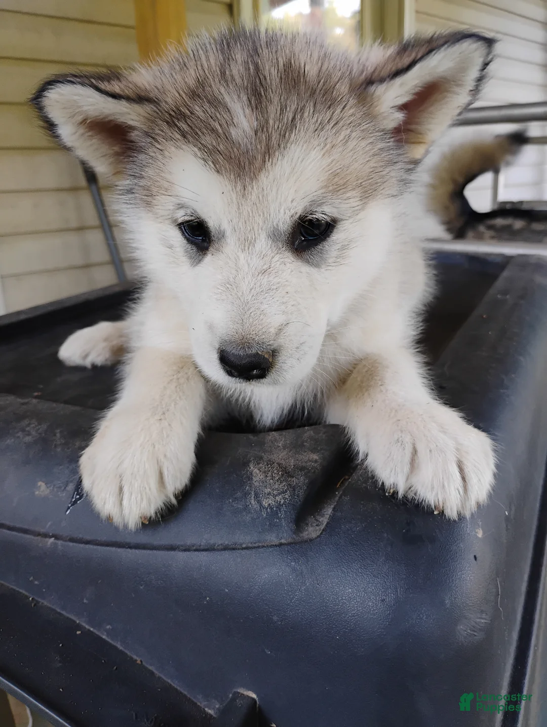 Alaskan Malamute dogs for sale: Alaskan Malamute Puppy 2 - Ad 2