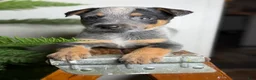 Australian Cattle Dog dogs for sale: Posie - Ad 3