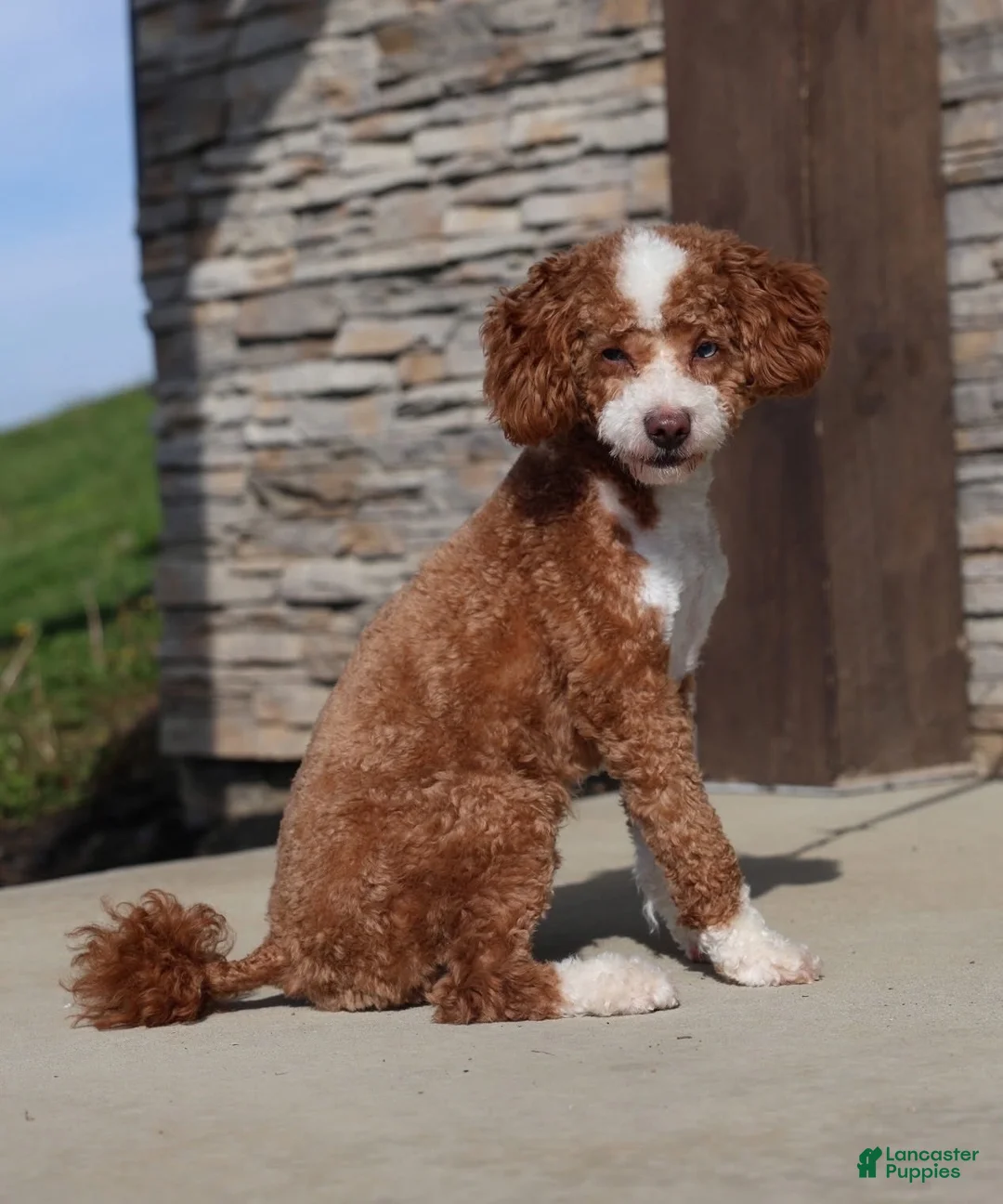 Cavapoo dogs for sale: Enzo - Ad 4
