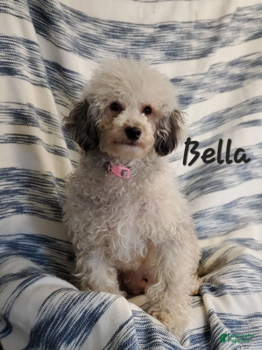 Cavapoo dogs for sale: Razzle  - Ad 6