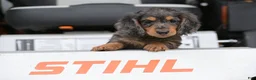Miniature Dachshund dogs for sale: Buckley - Ad 8