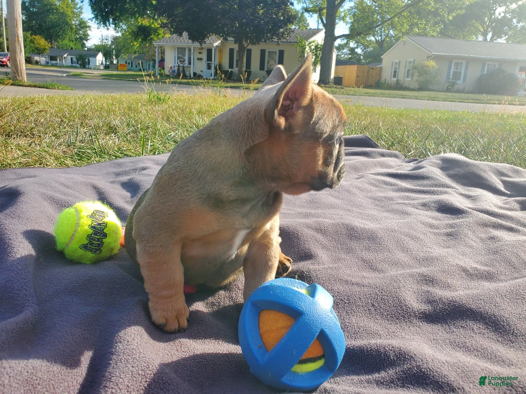 French Bulldog dogs for sale: Emma - Ad 2