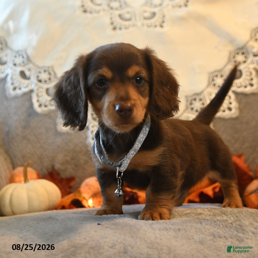 Dachshund dogs Prancer - Ad 2