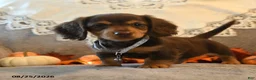 Dachshund dogs for sale: Prancer - Ad 2