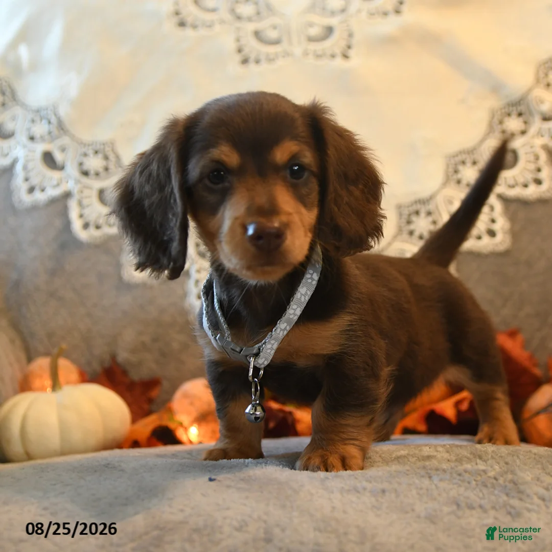 Dachshund dogs for sale: Prancer - Ad 2