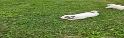 Great Pyrenees dogs for sale: John - Ad 17