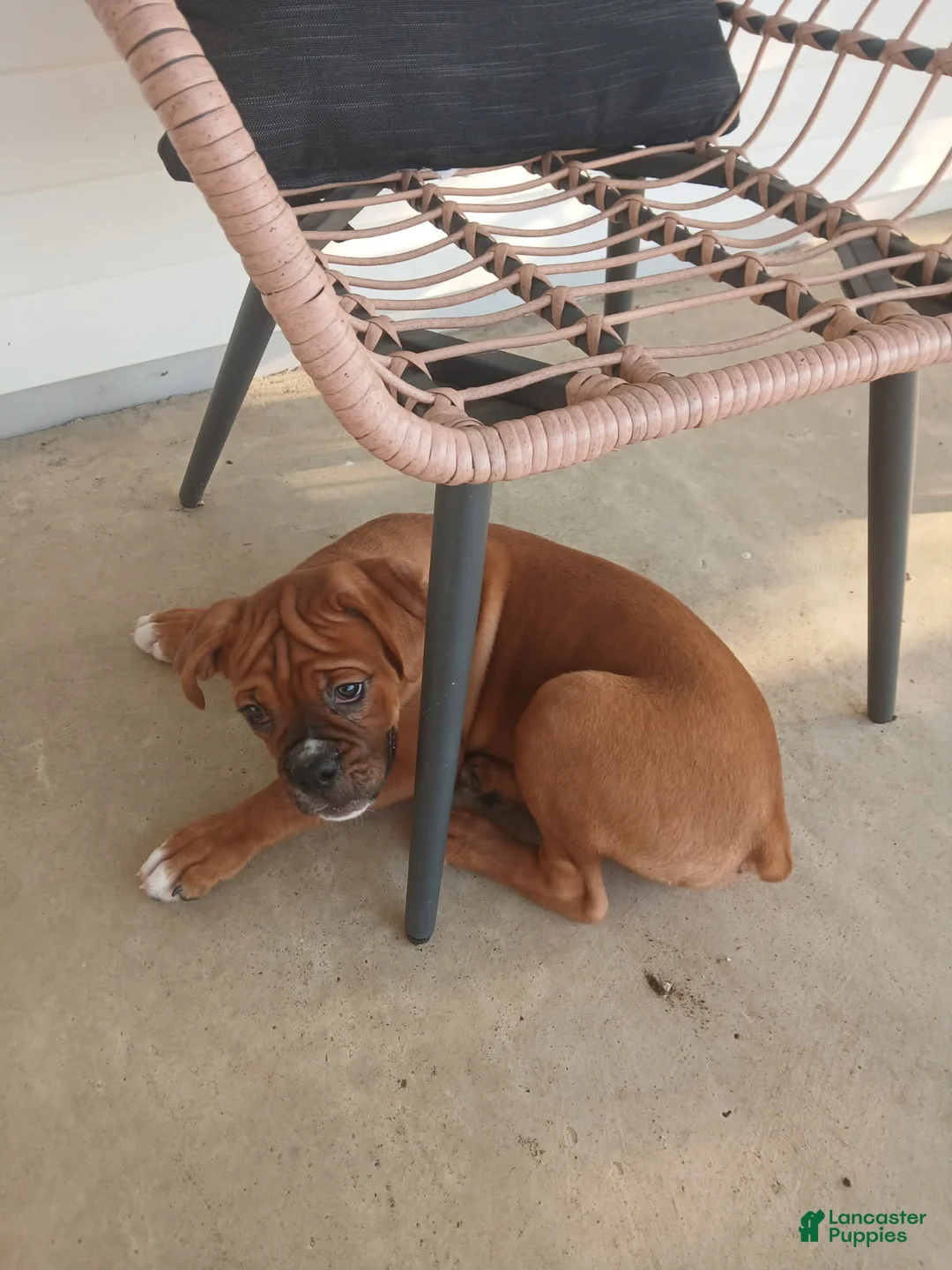 Boxer dogs for sale: Denali - Ad 2