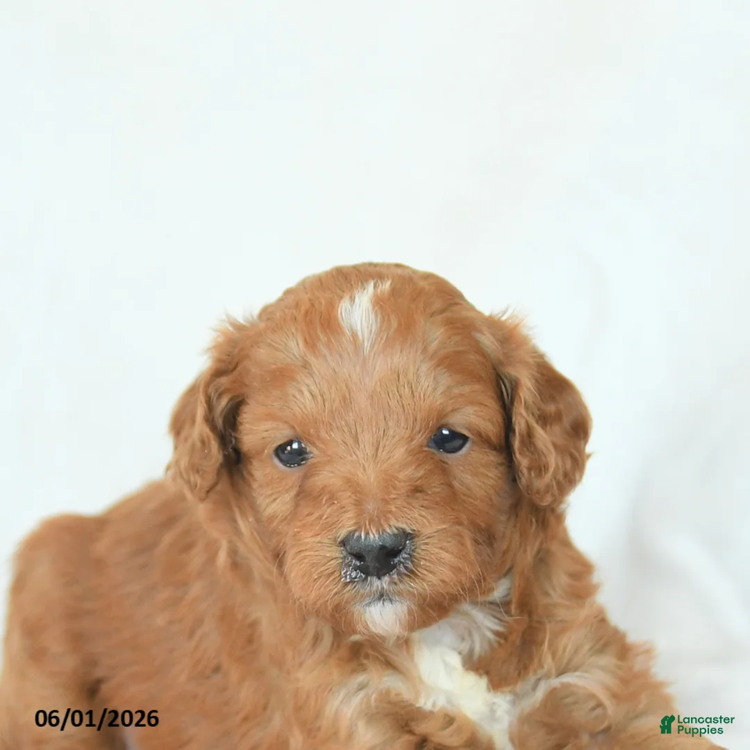 Cavapoo dogs for sale: Hazel - Ad 5