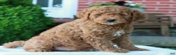 Mini Goldendoodle dogs for sale: Larry  - Ad 3