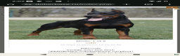 Doberman Pinscher dogs for sale: Missy - Ad 6