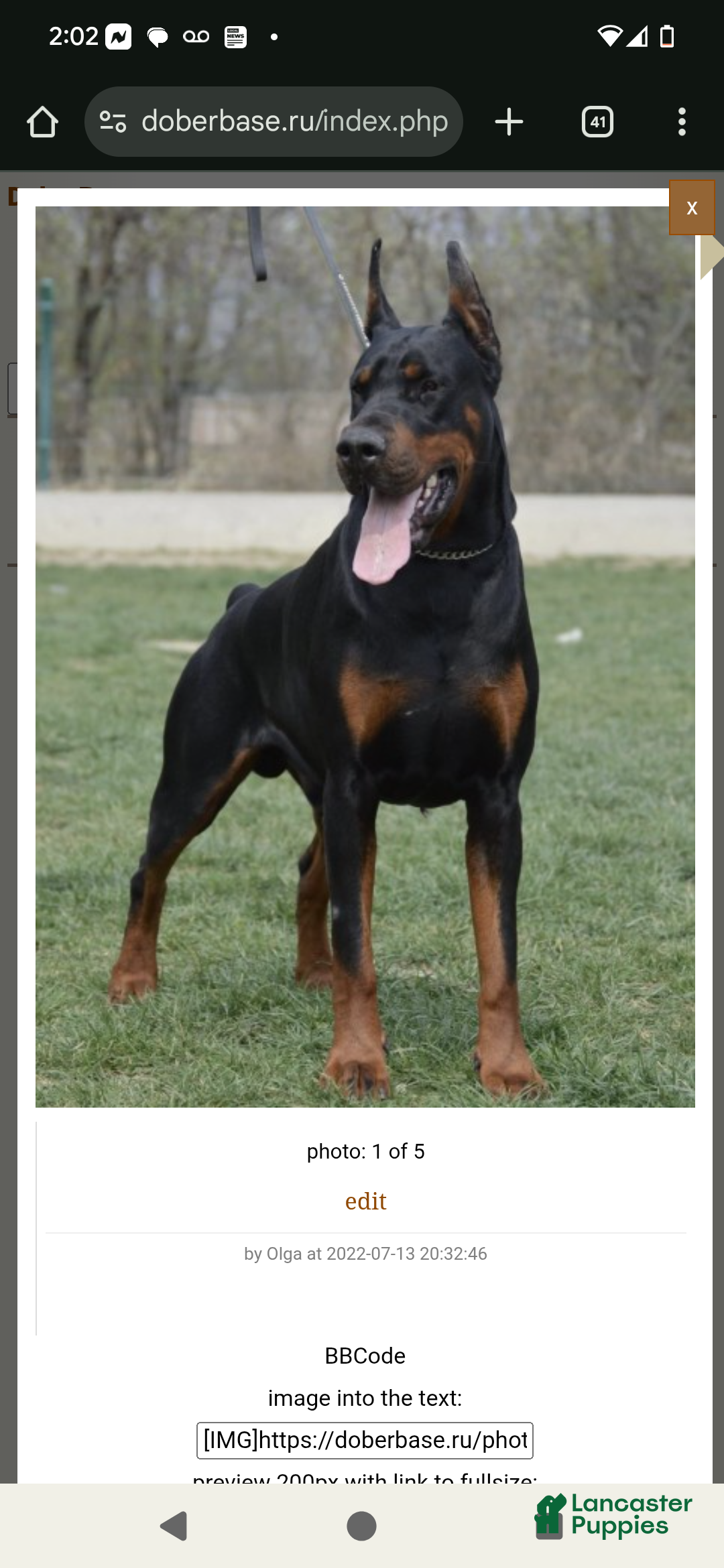 Doberman Pinscher dogs for sale: Missy - Ad 6