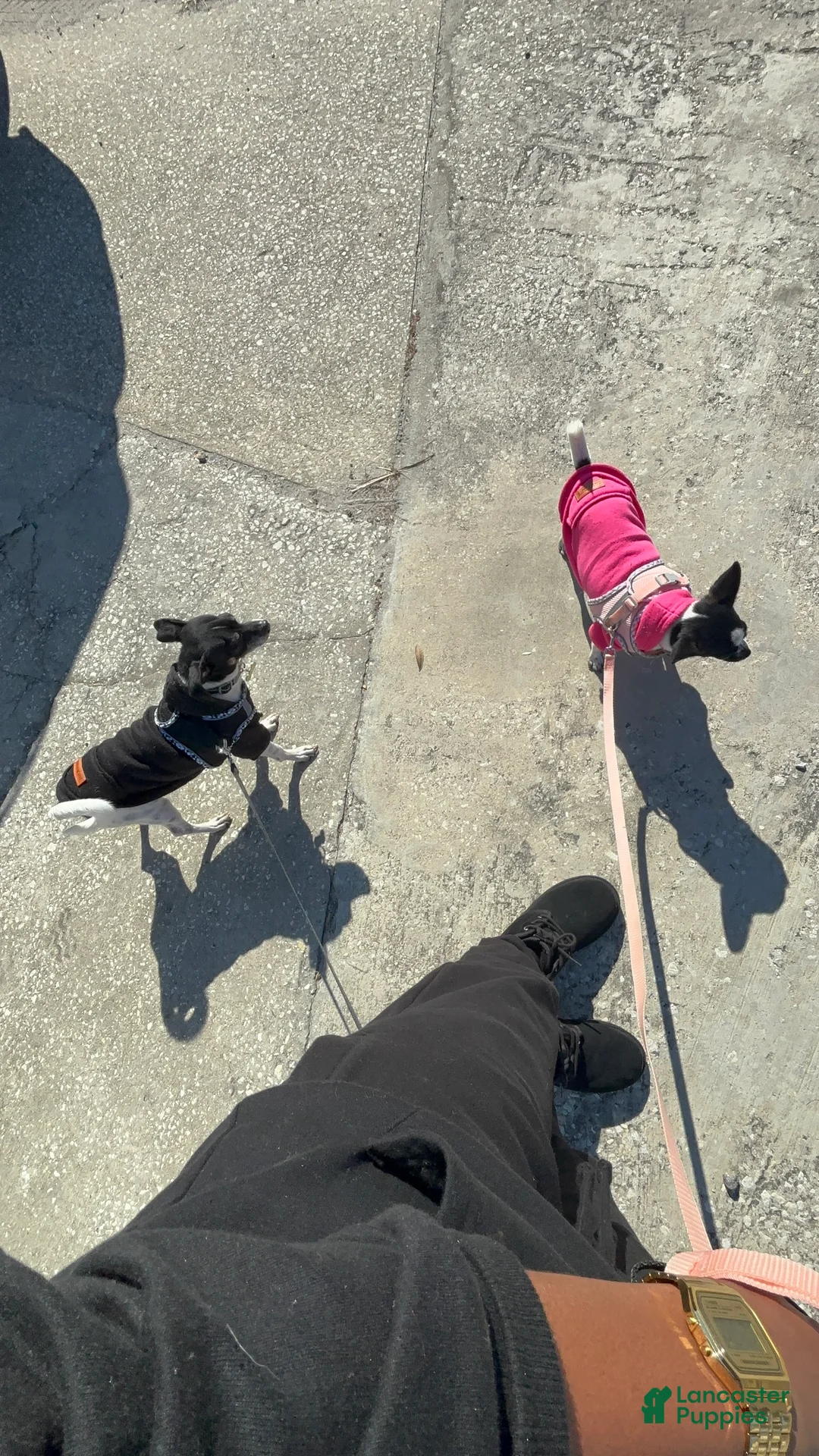 Chihuahua dogs for sale: Brook🩷 - Ad 5