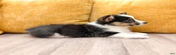 Welsh Corgi Pembroke dogs for sale: Susie - Ad 4