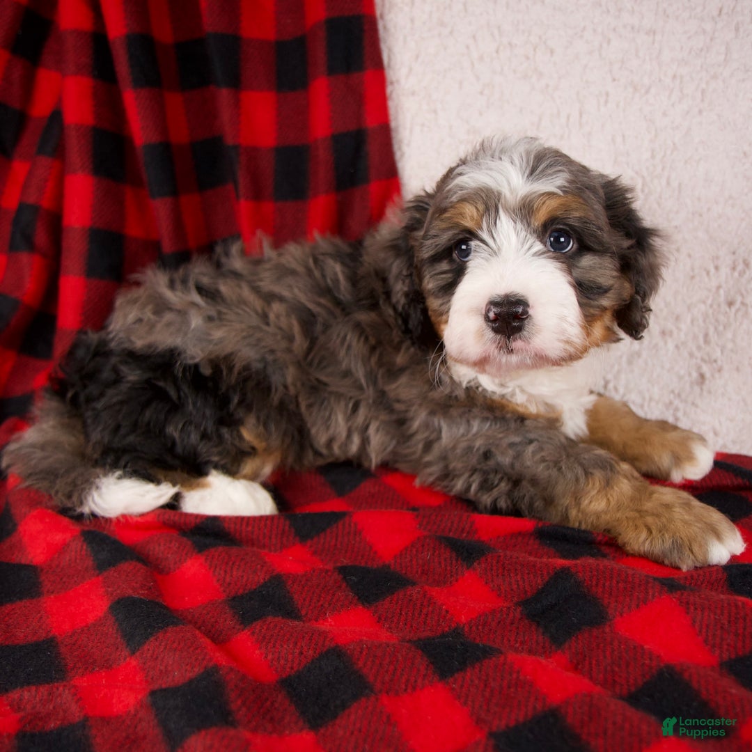 Mini Bernedoodle dogs for sale: Pudding Pop *Potty Training* - Ad 7