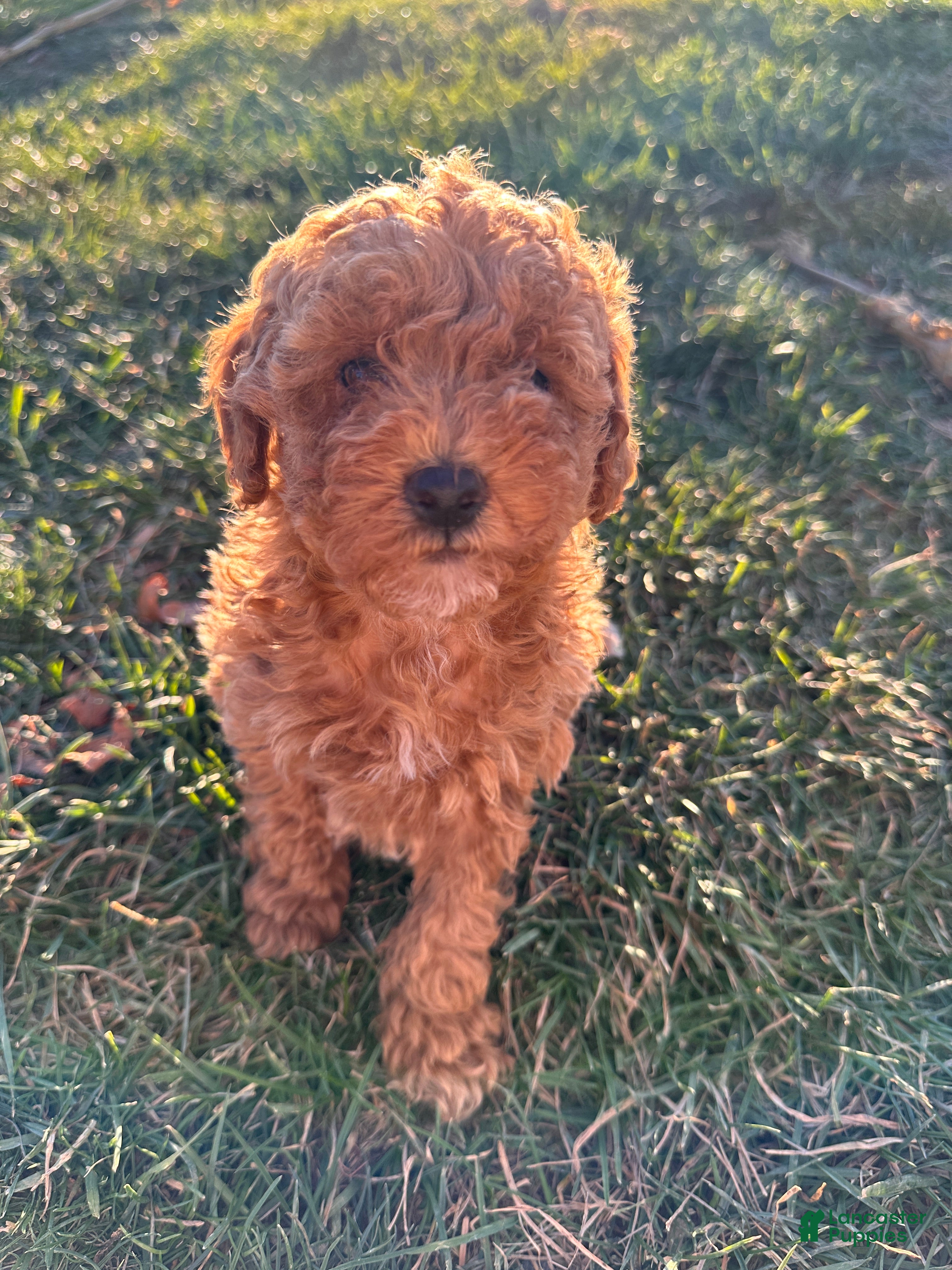 Toy Poodle dogs Coco- AKC POTTY TRAINED - Ad 6