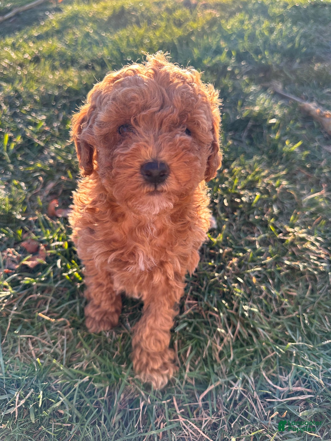 Toy Poodle dogs for sale: Coco- AKC POTTY TRAINED - Ad 1
