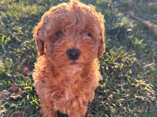 Toy Poodle dogs Coco- AKC POTTY TRAINED - Ad 35