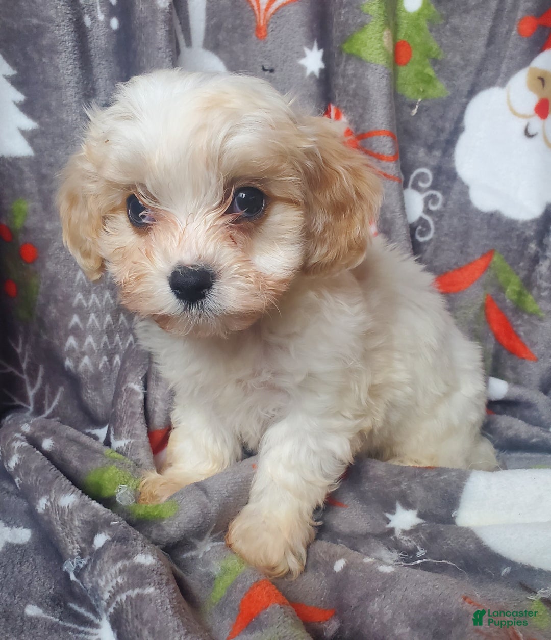 Cavachon dogs for sale: Cole - Ad 3