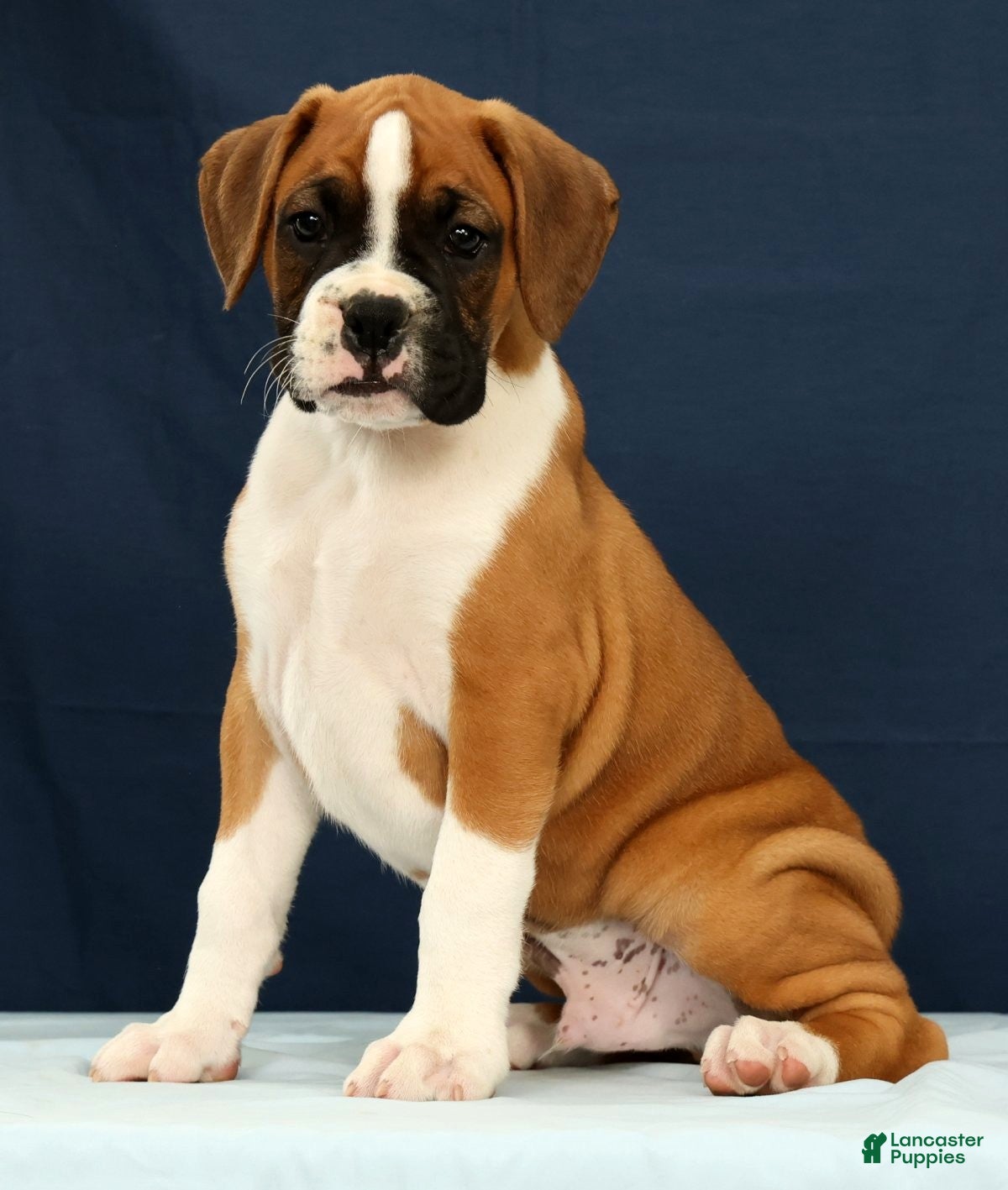 Boxer dogs Larry - Ad 1