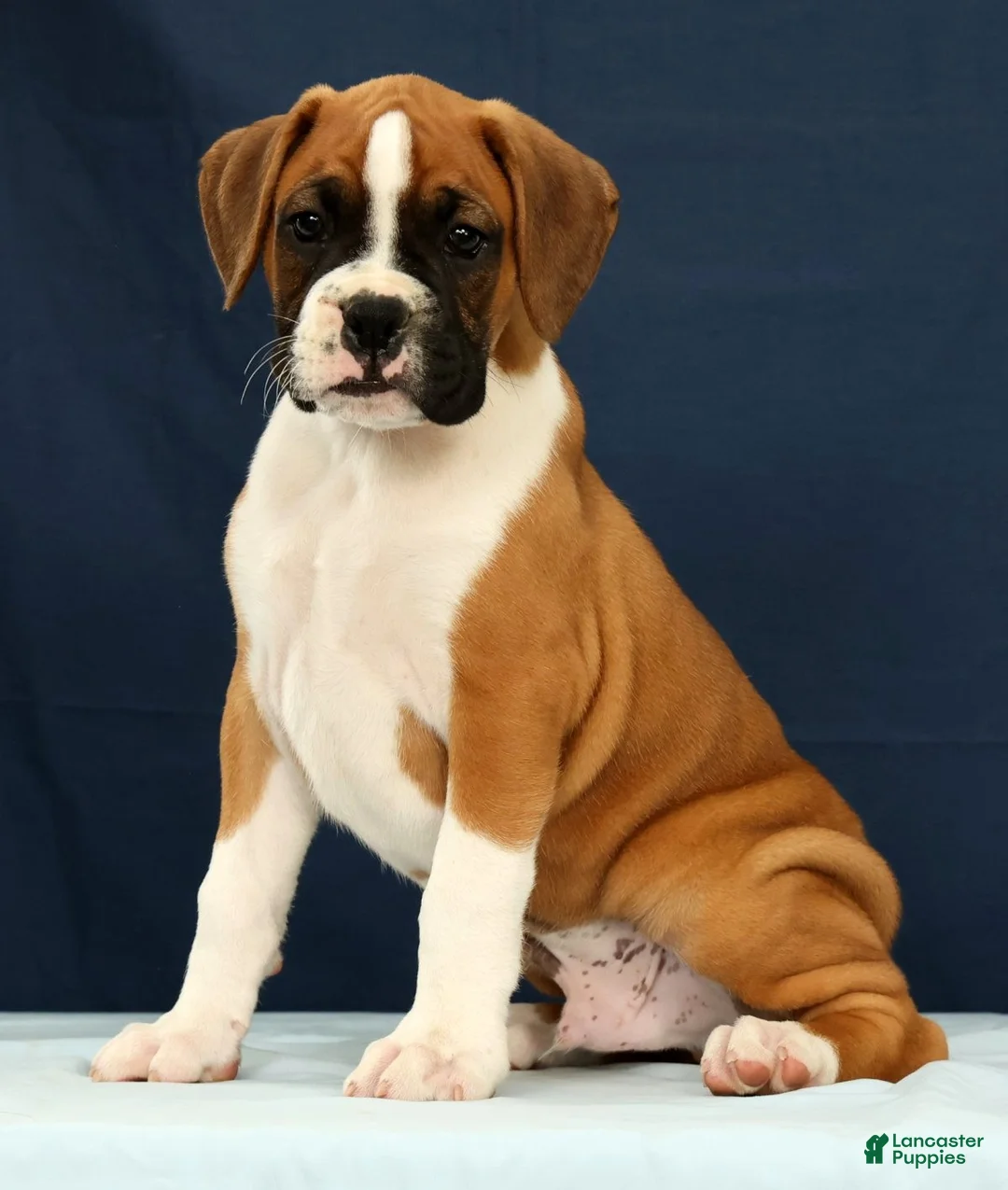 Boxer dogs for sale: Larry - Ad 1