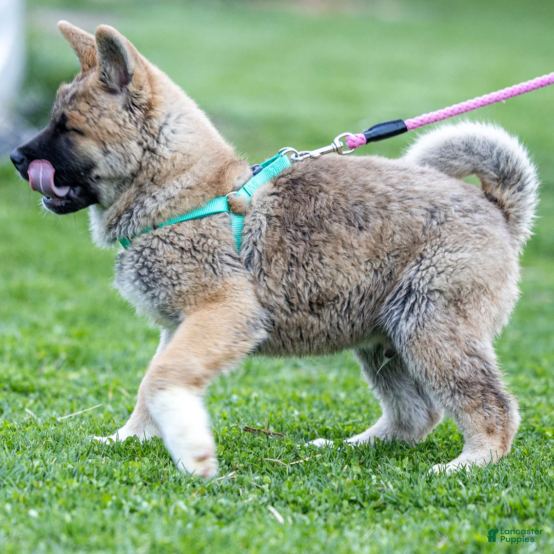 Akita dogs for sale: Flint Akita Puppy  - Ad 2