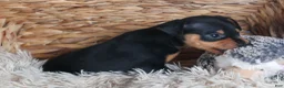 Miniature Pinscher dogs for sale: ARCHIE - Ad 7
