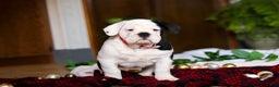 English Bulldog dogs for sale: Marjie - Ad 5