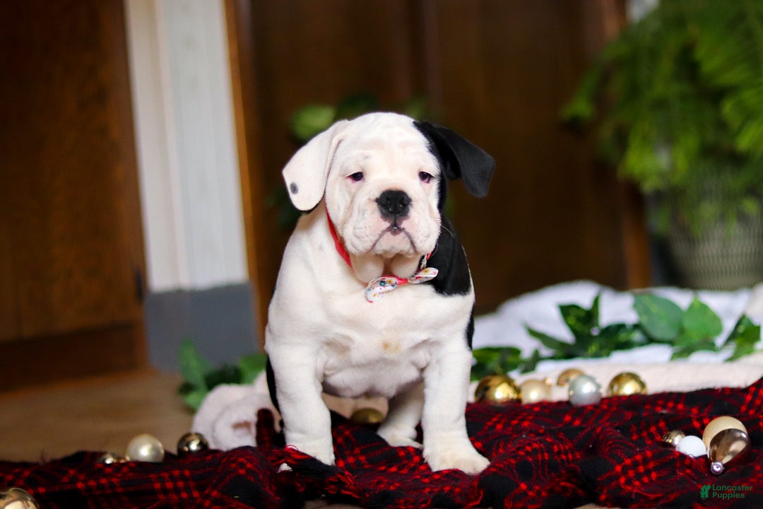 English Bulldog dogs for sale: Marjie - Ad 5