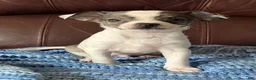 Chiweenie dogs for sale: Chiweenie 1 - Ad 9