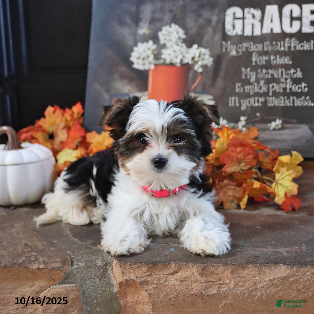 American Biewer Terrier Puppies for sale Lancaster Puppies