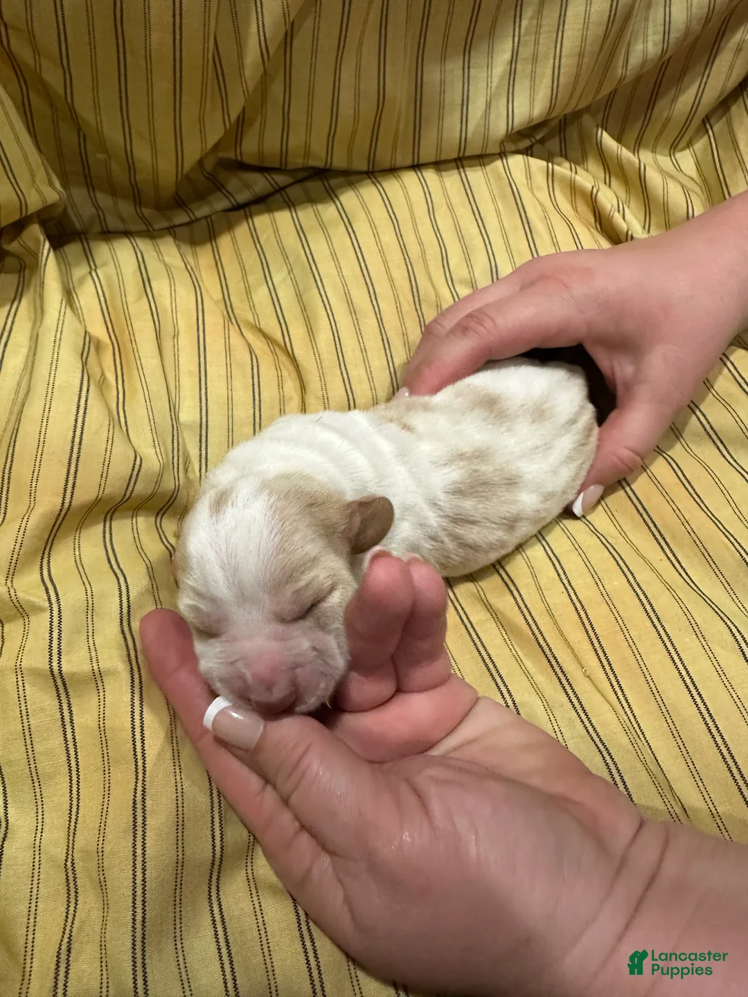 Basset Hound dogs for sale: Boy 3 - Ad 1