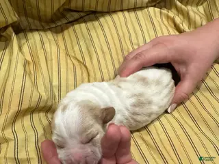 Basset Hound dogs Boy 3 - Ad 7