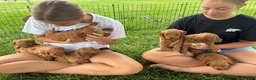 Mini Goldendoodle dogs for sale: Mini Goldendoodle “Ollie” - Ad 2