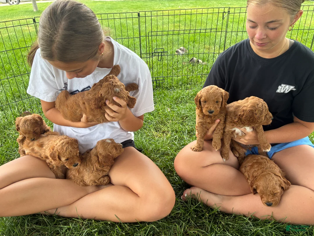 Mini Goldendoodle dogs for sale: Mini Goldendoodle “Ollie” - Ad 2