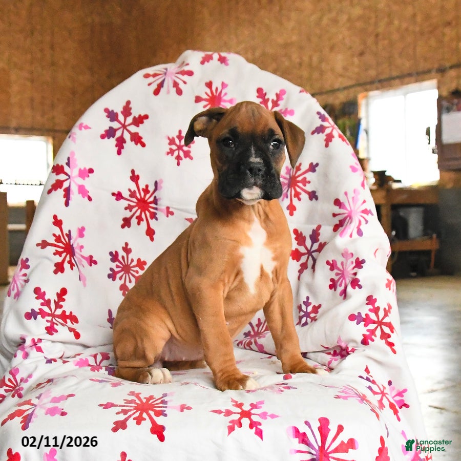 Boxer dogs Meadow - Ad 25