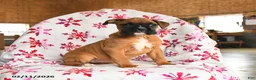 Boxer dogs for sale: Meadow - Ad 1