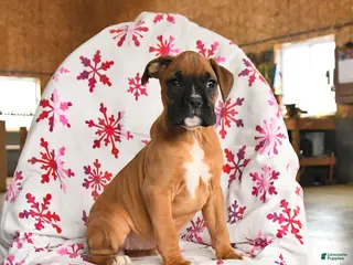 Boxer dogs Meadow - Ad 25