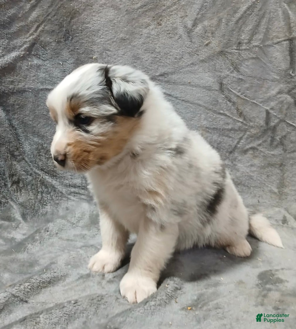 Australian Shepherd dogs Nala - Ad 2