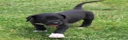 Great Dane dogs for sale: Mitzi - Ad 10