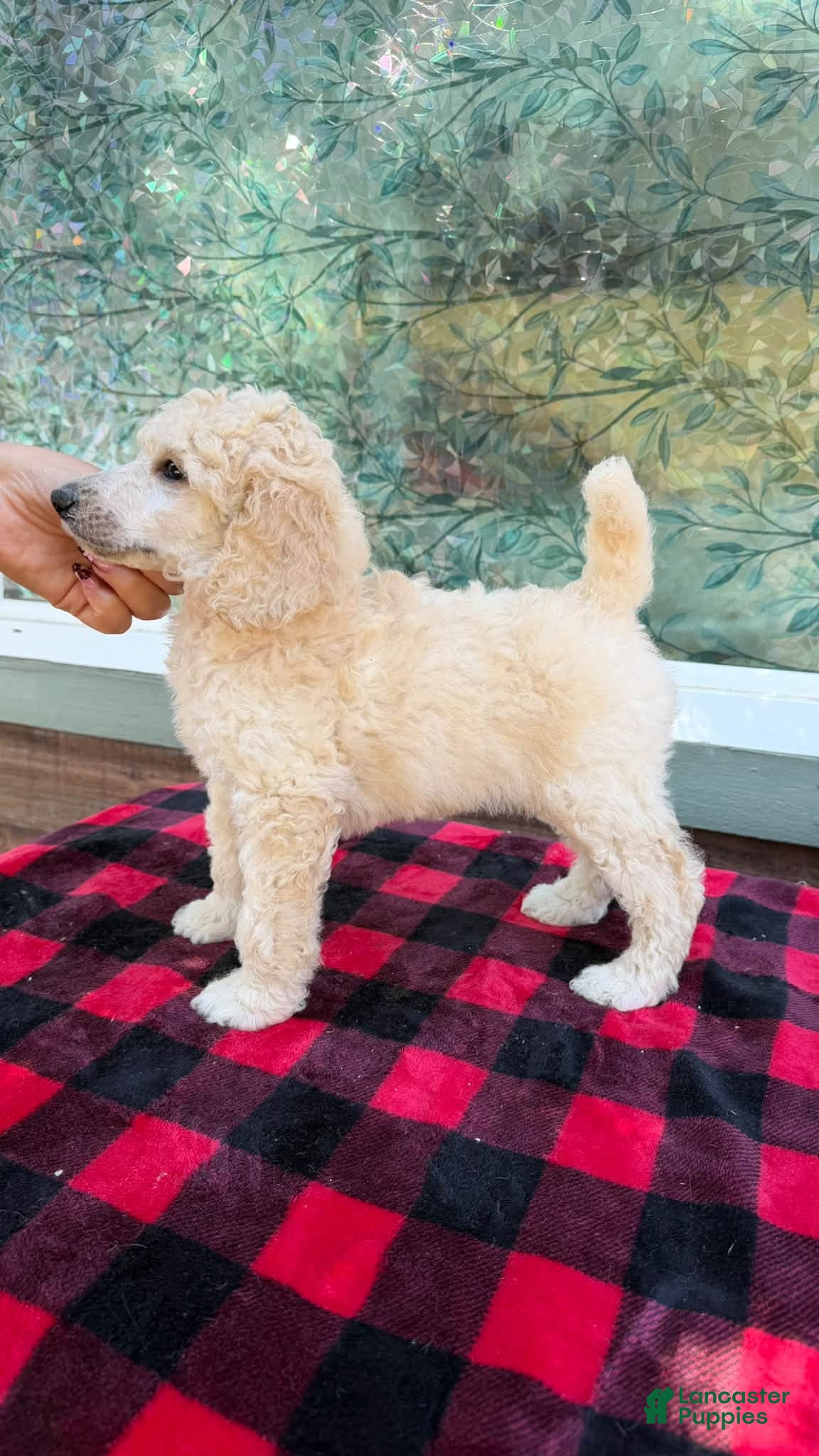 Standard Poodle dogs Girl  - Ad 3